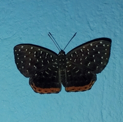 Napaea rufolimba