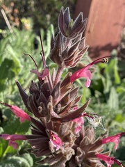 Salvia spathacea