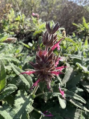 Salvia spathacea