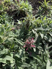 Salvia spathacea