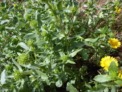 Grindelia stricta platyphylla