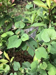 Ampelopsis glandulosa hancei