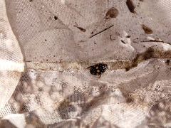 Thermonectus marmoratus