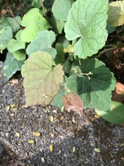 Ampelopsis glandulosa hancei