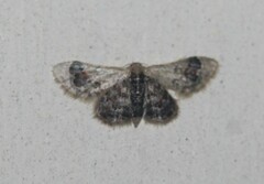 Idaea asceta