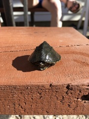 Sternotherus odoratus
