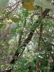 Dalbergia granadillo