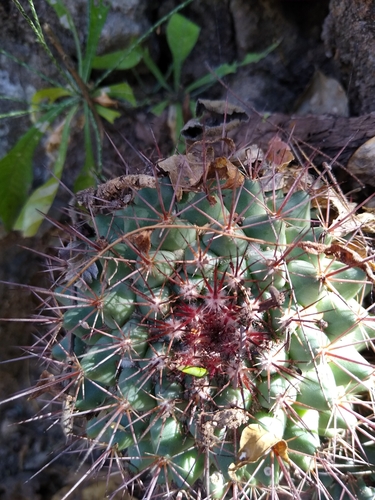 Mammillaria sonorensis
