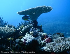 Amblyglyphidodon leucogaster