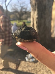 Sternotherus odoratus