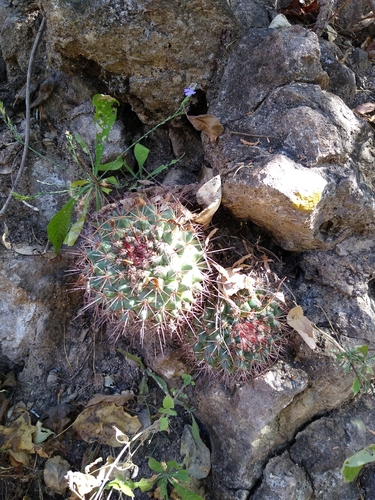 Mammillaria sonorensis