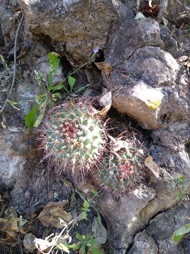 Mammillaria sonorensis