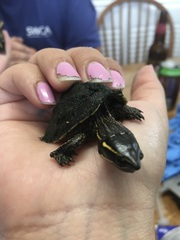 Sternotherus odoratus