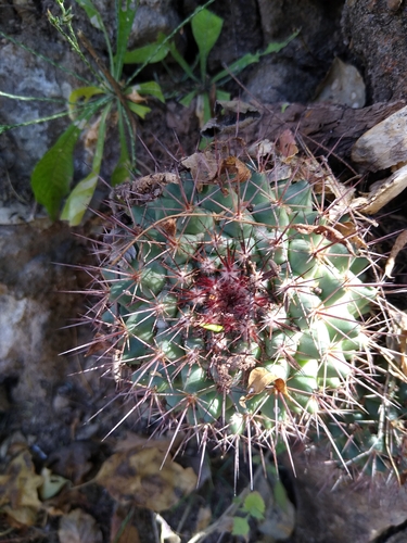 Mammillaria sonorensis