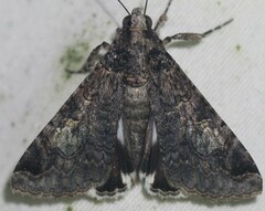 Melipotis famelica