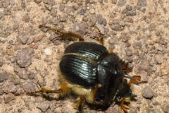 Geotrupidae