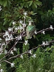 Chrysococcyx lucidus lucidus