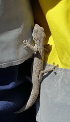 Strophurus strophurus