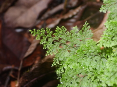 Hymenophyllum polyanthos