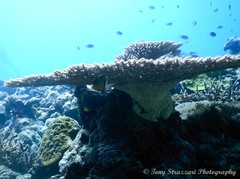 Plectroglyphidodon dickii