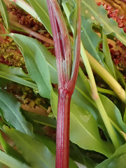 Rumex transitorius