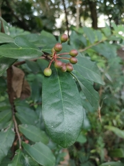 Gentianales
