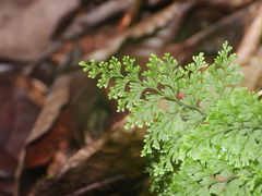 Hymenophyllum polyanthos