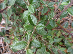 Cotoneaster franchetii