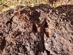 Solenopsis geminata