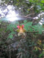 Tropaeolum pentaphyllum