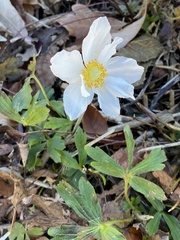 Anemoneae