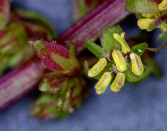 Rumex transitorius