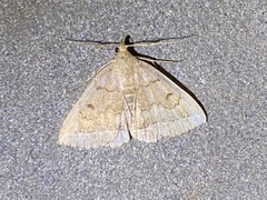 Zanclognatha jacchusalis
