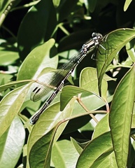 Austrolestes colensonis