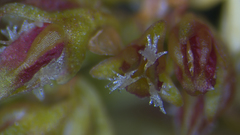 Rumex transitorius