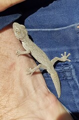 Strophurus strophurus