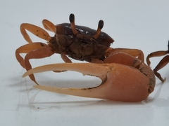 Leptuca stenodactylus