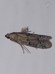 Vitula serratilineella