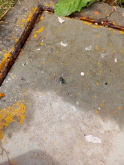 Protophormia terraenovae