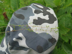 Omphalotrix longipes