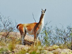 Lama guanicoe
