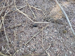Novomessor albisetosus