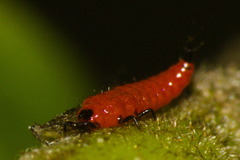 Pseudophilothrips