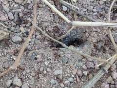 Novomessor albisetosus