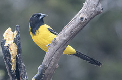 Icterus graduacauda