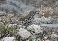 Toxostoma longirostre