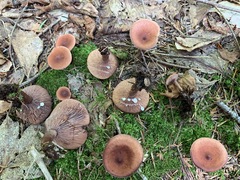 Lactarius camphoratus