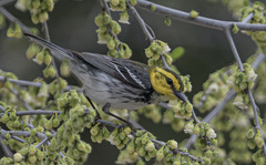 Setophaga chrysoparia