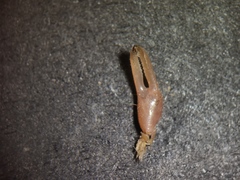 Leptuca stenodactylus