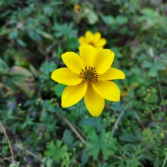 Bidens triplinervia